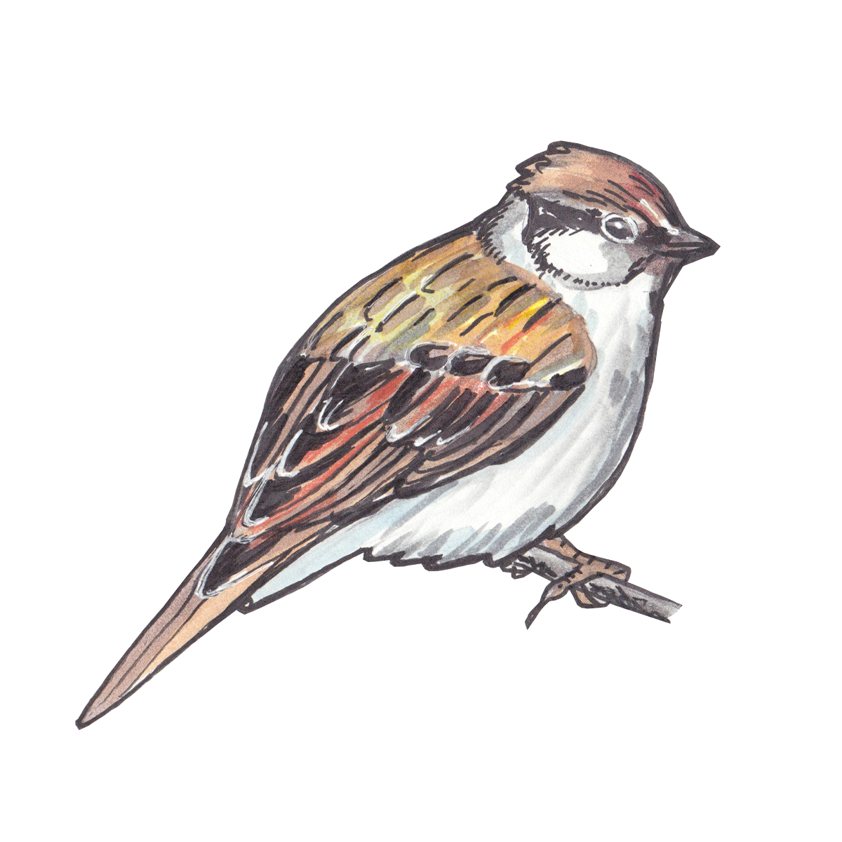 Download Sparrow Clipart Nomer 37