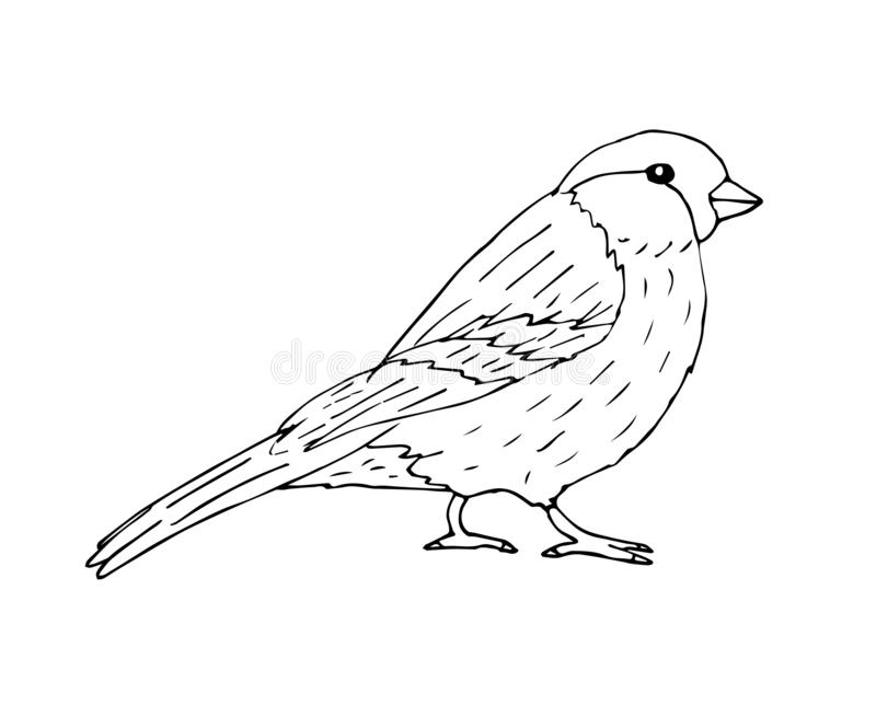 Detail Sparrow Clipart Black And White Nomer 10