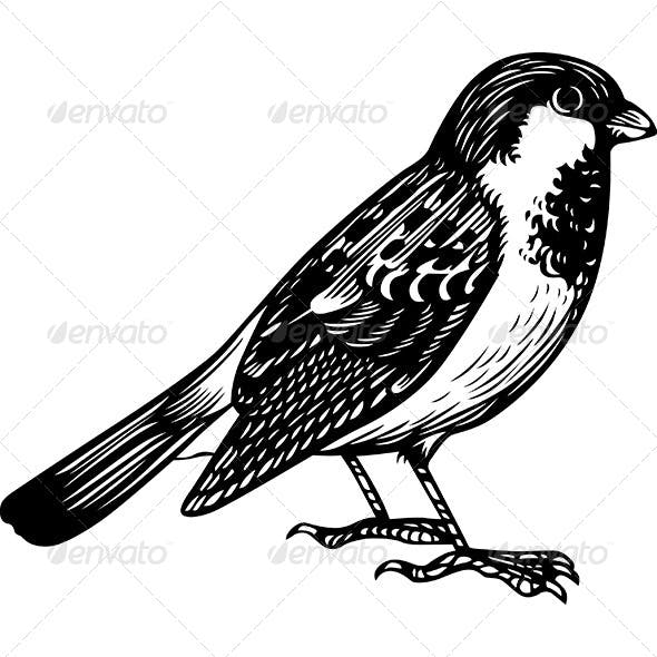 Detail Sparrow Clipart Black And White Nomer 11