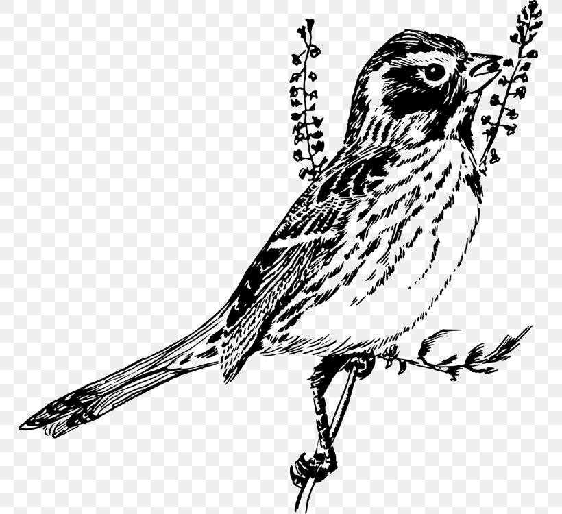Detail Sparrow Clipart Black And White Nomer 14