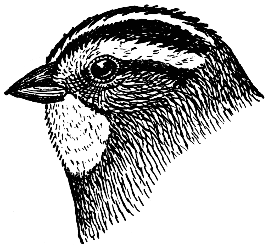 Detail Sparrow Clipart Black And White Nomer 26
