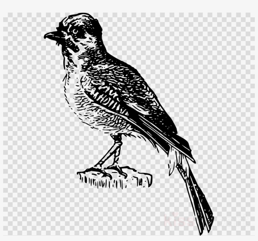 Detail Sparrow Clipart Black And White Nomer 31