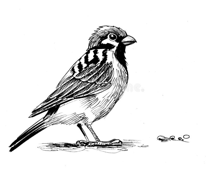 Detail Sparrow Clipart Black And White Nomer 32