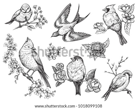 Detail Sparrow Clipart Black And White Nomer 49