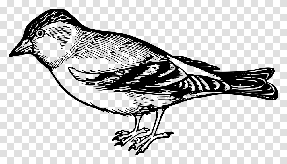 Detail Sparrow Clipart Black And White Nomer 8