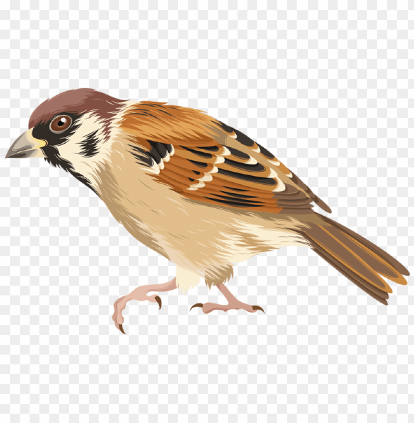 Detail Sparrow Download Nomer 10