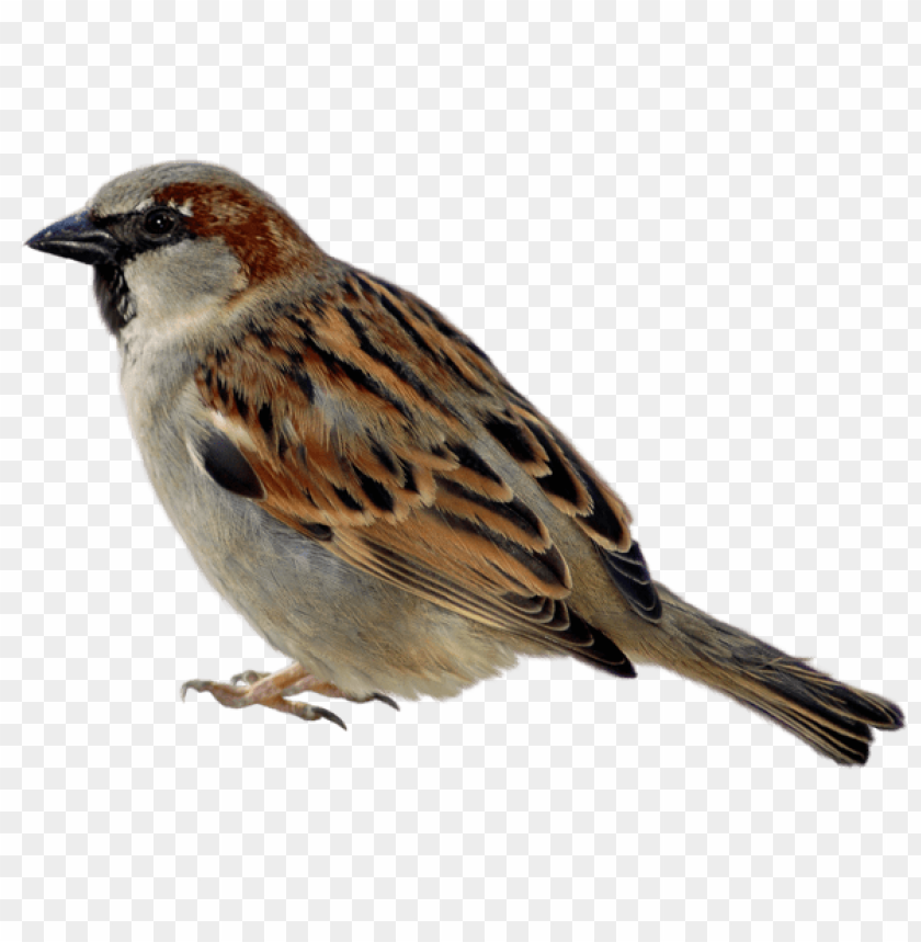 Detail Sparrow Download Nomer 3