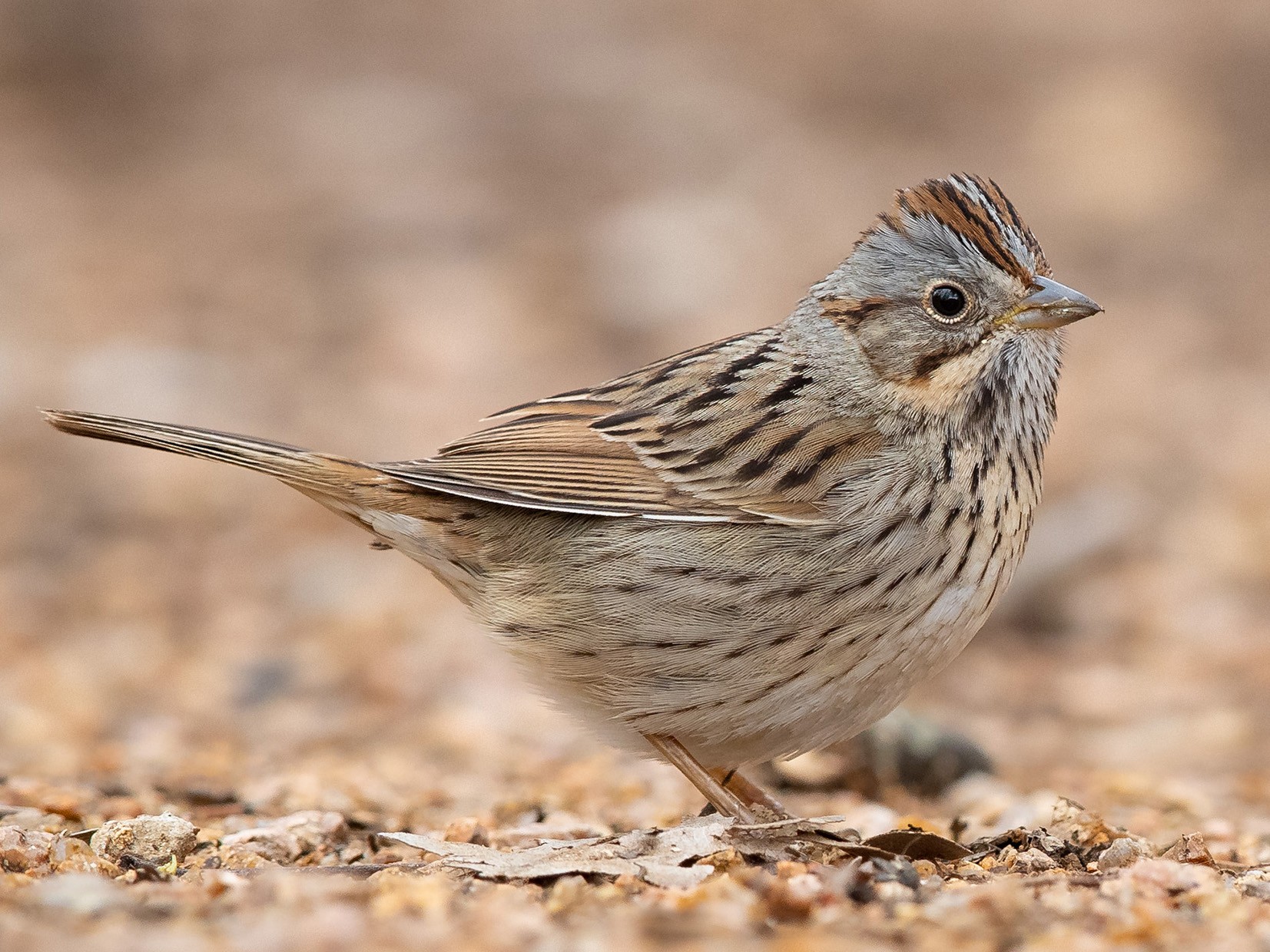Detail Sparrow Image Nomer 47