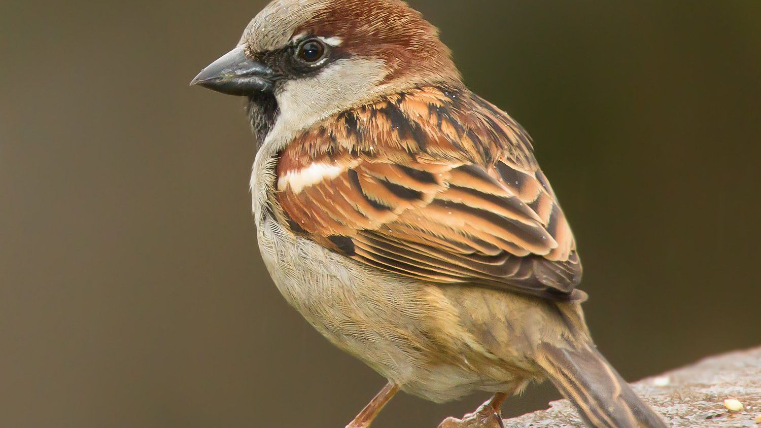 Detail Sparrow Images Nomer 4
