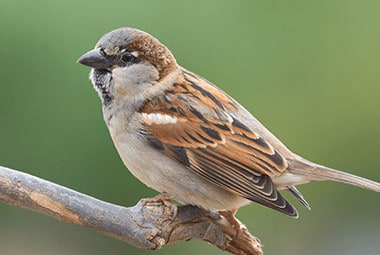 Detail Sparrow Images Nomer 39