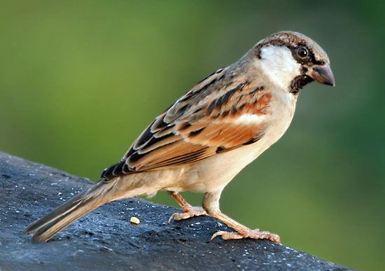 Detail Sparrow Images Bird Nomer 16