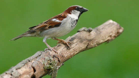 Detail Sparrow Images Bird Nomer 20