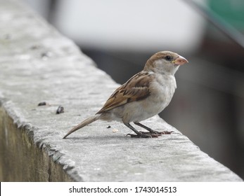 Detail Sparrow Images Bird Nomer 33