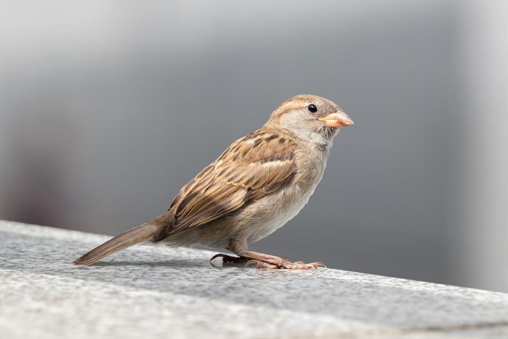 Detail Sparrow Pics Nomer 38