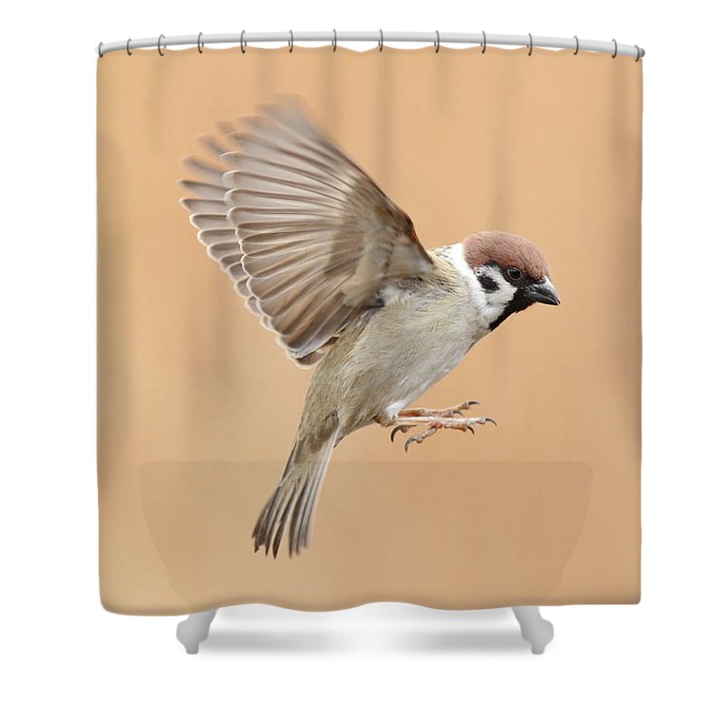 Detail Sparrow Shower Curtain Nomer 11