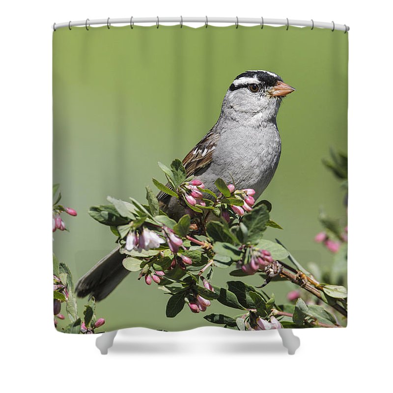 Detail Sparrow Shower Curtain Nomer 12