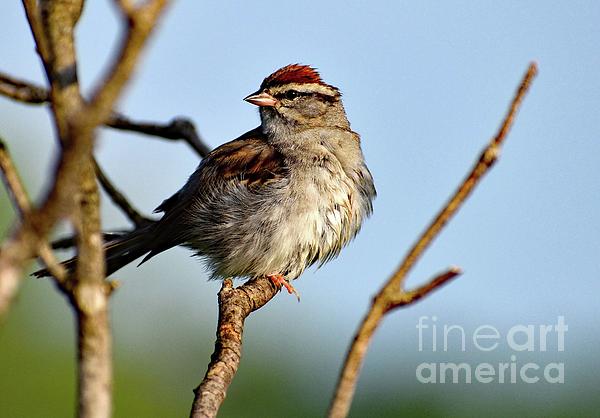 Detail Sparrow Shower Curtain Nomer 26