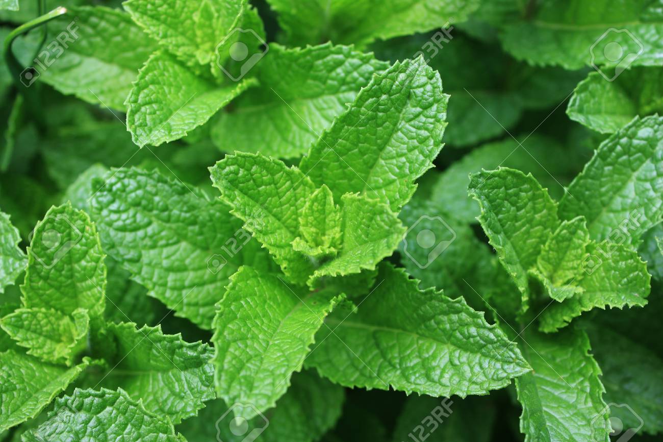 Download Spearmint Leaves Images Nomer 1