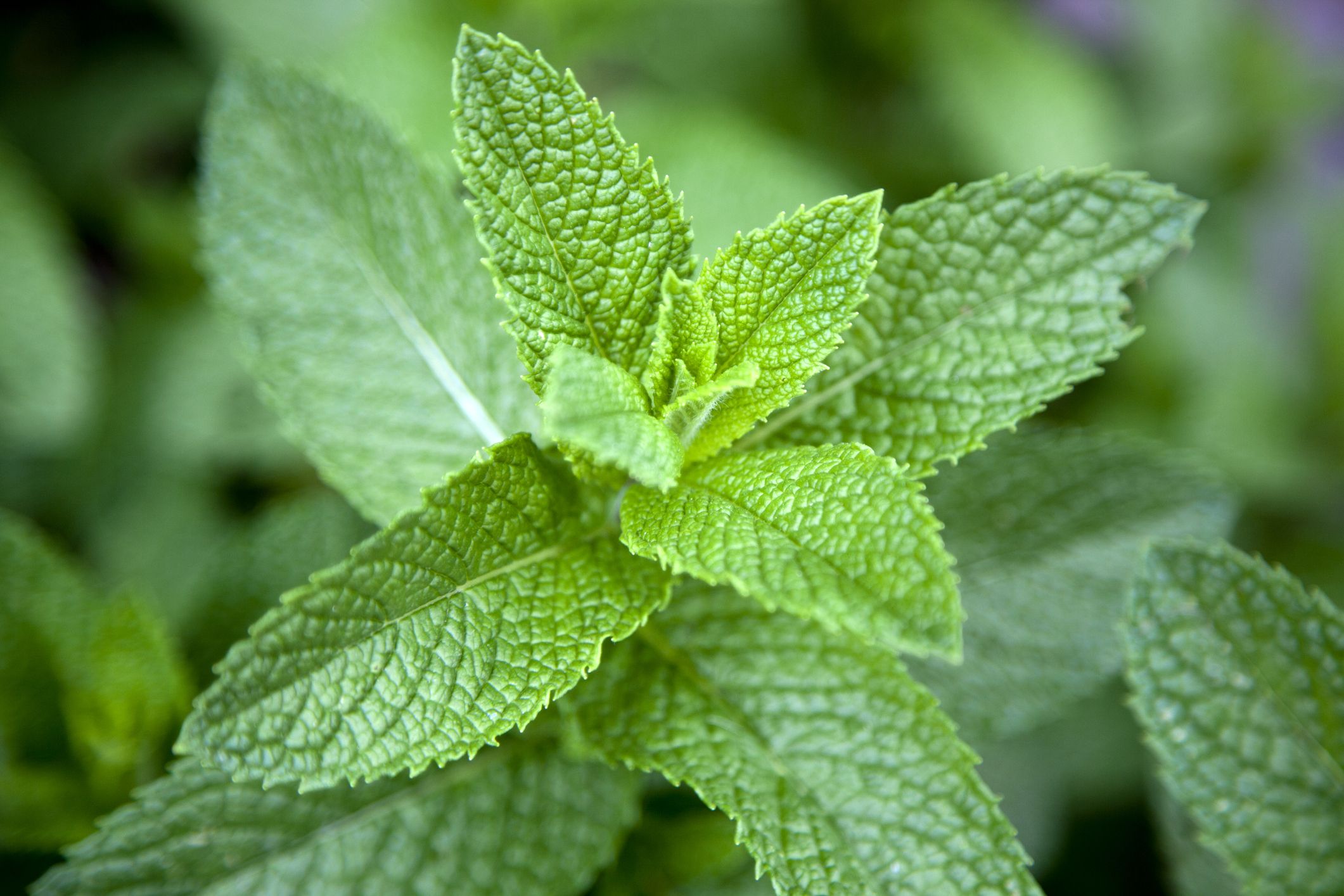 Detail Spearmint Leaves Images Nomer 15