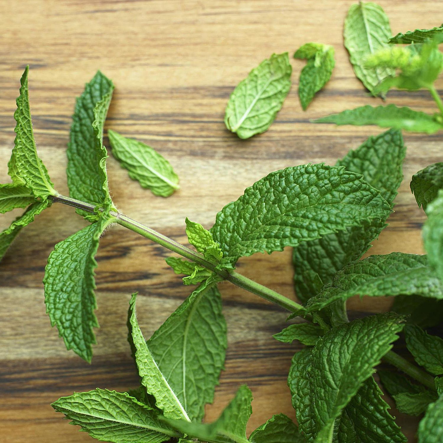 Detail Spearmint Leaves Images Nomer 16