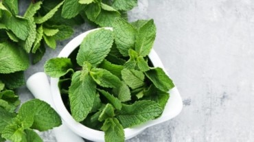 Detail Spearmint Leaves Images Nomer 17