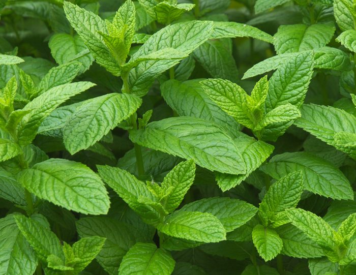 Detail Spearmint Leaves Images Nomer 3