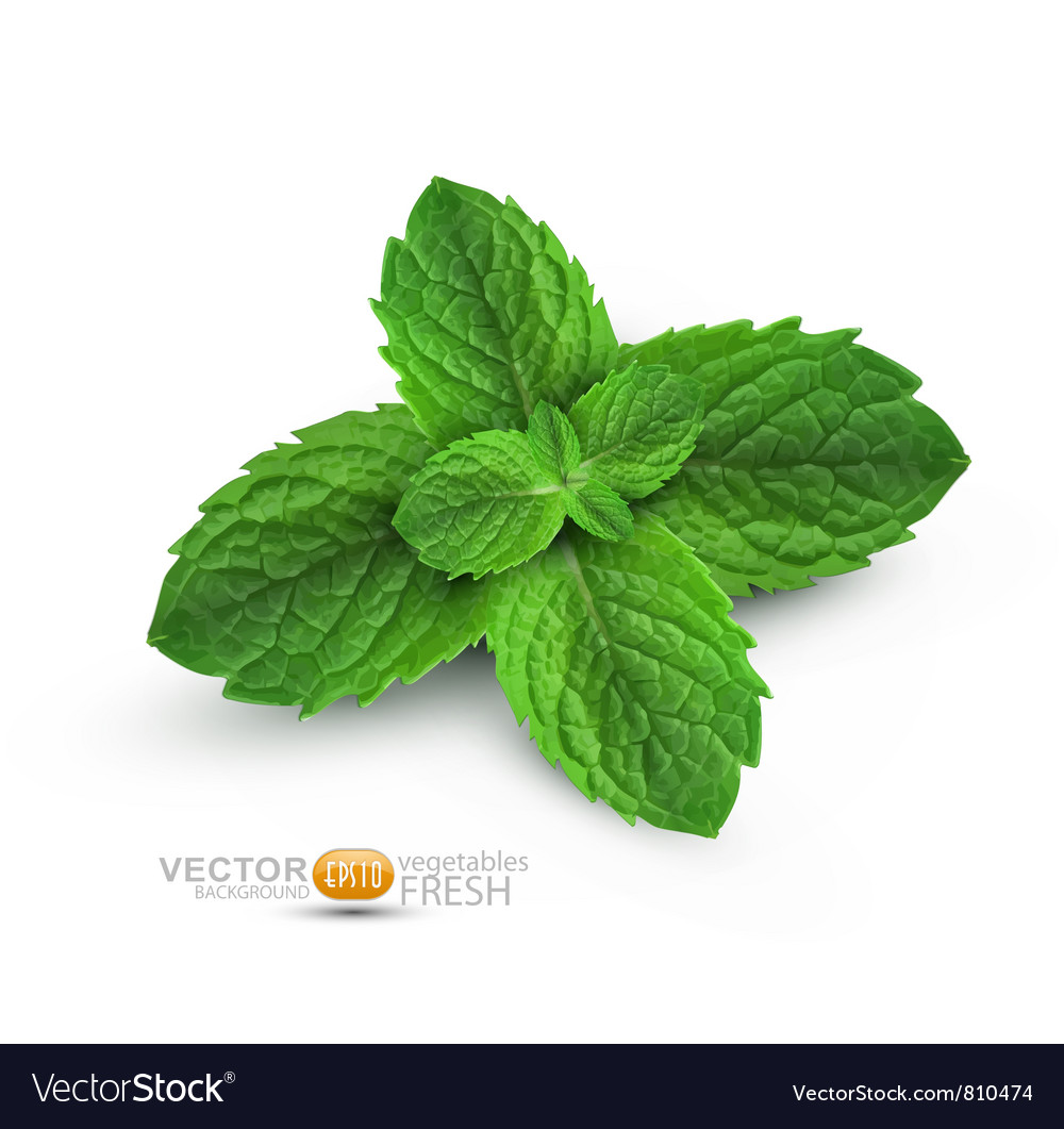 Detail Spearmint Leaves Images Nomer 18