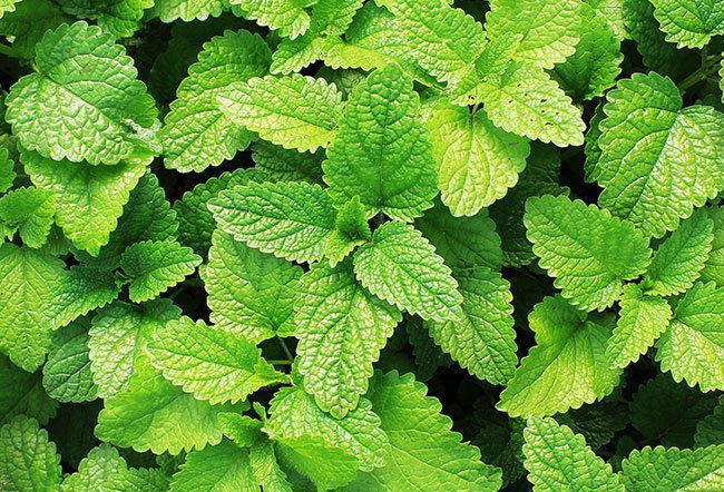 Detail Spearmint Leaves Images Nomer 22