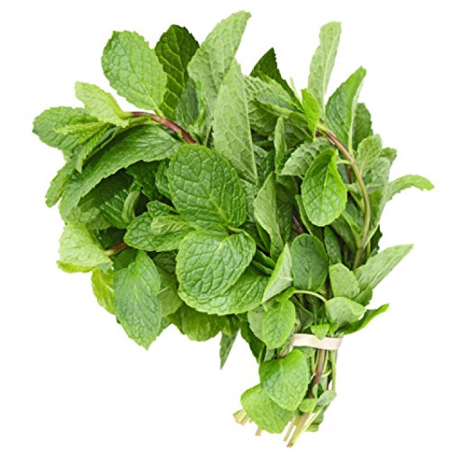 Detail Spearmint Leaves Images Nomer 24