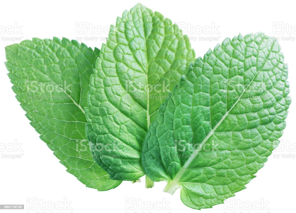 Detail Spearmint Leaves Images Nomer 4