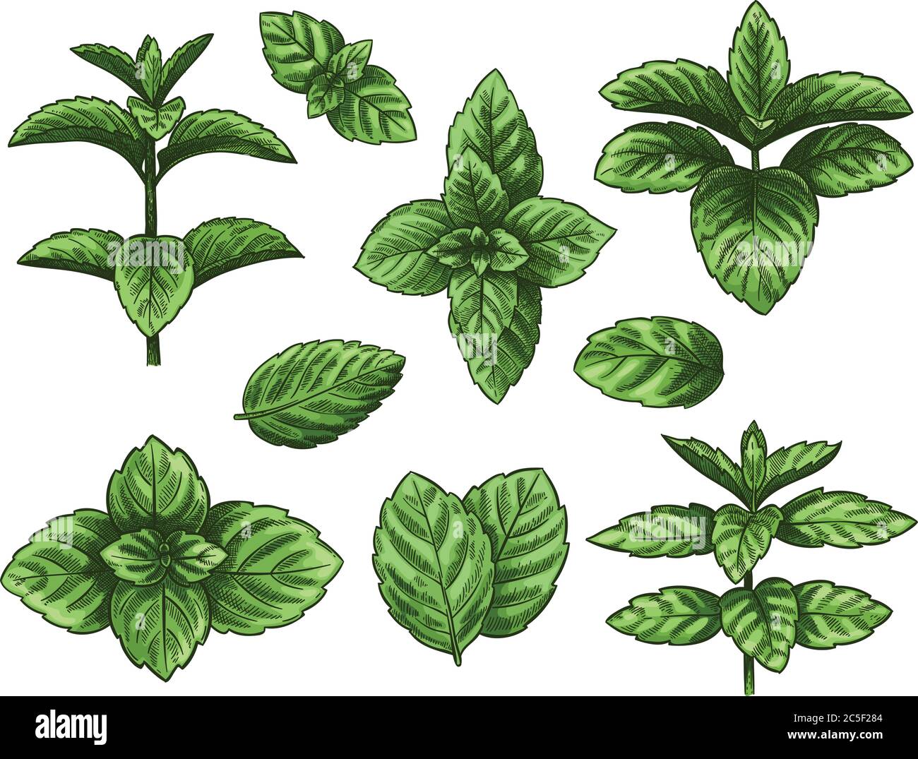 Detail Spearmint Leaves Images Nomer 26