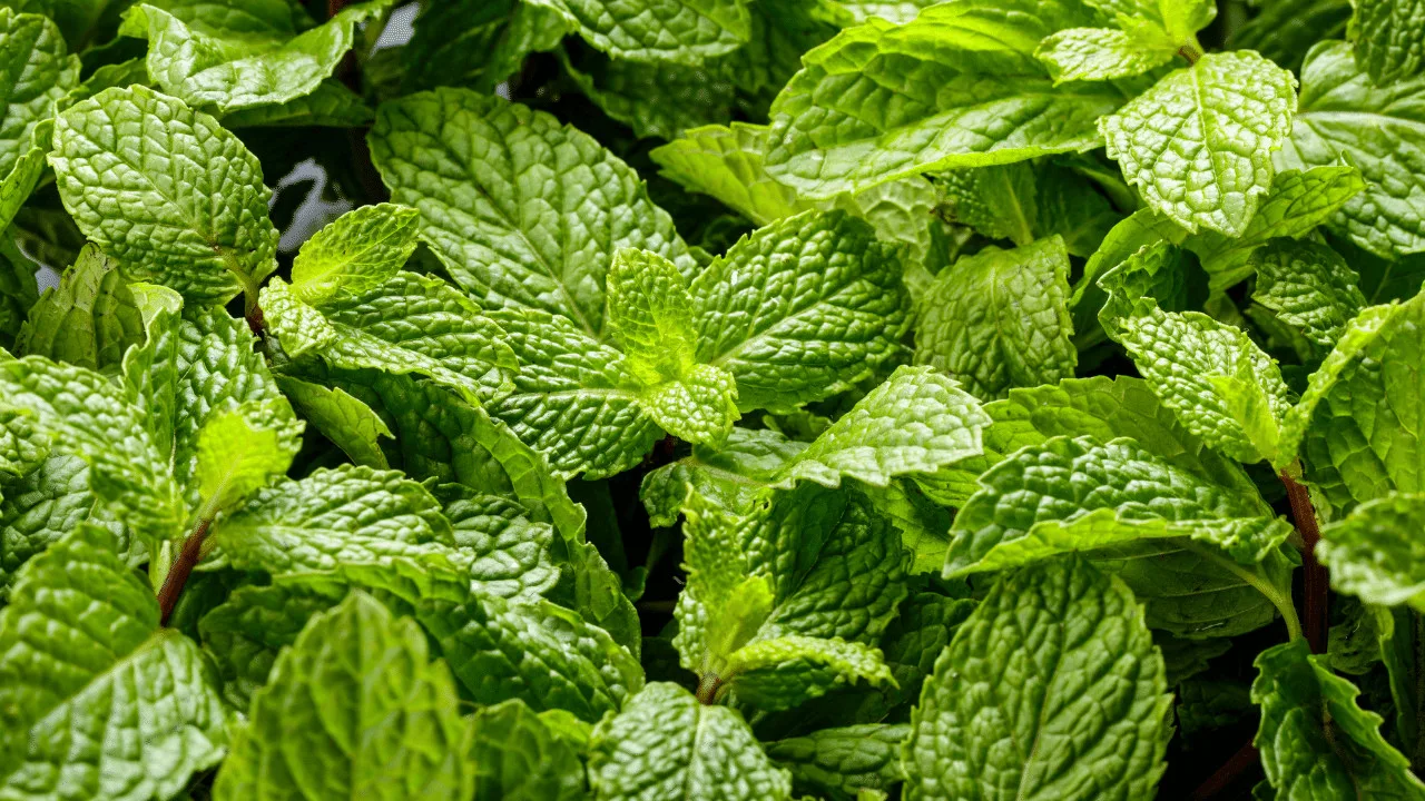 Detail Spearmint Leaves Images Nomer 27