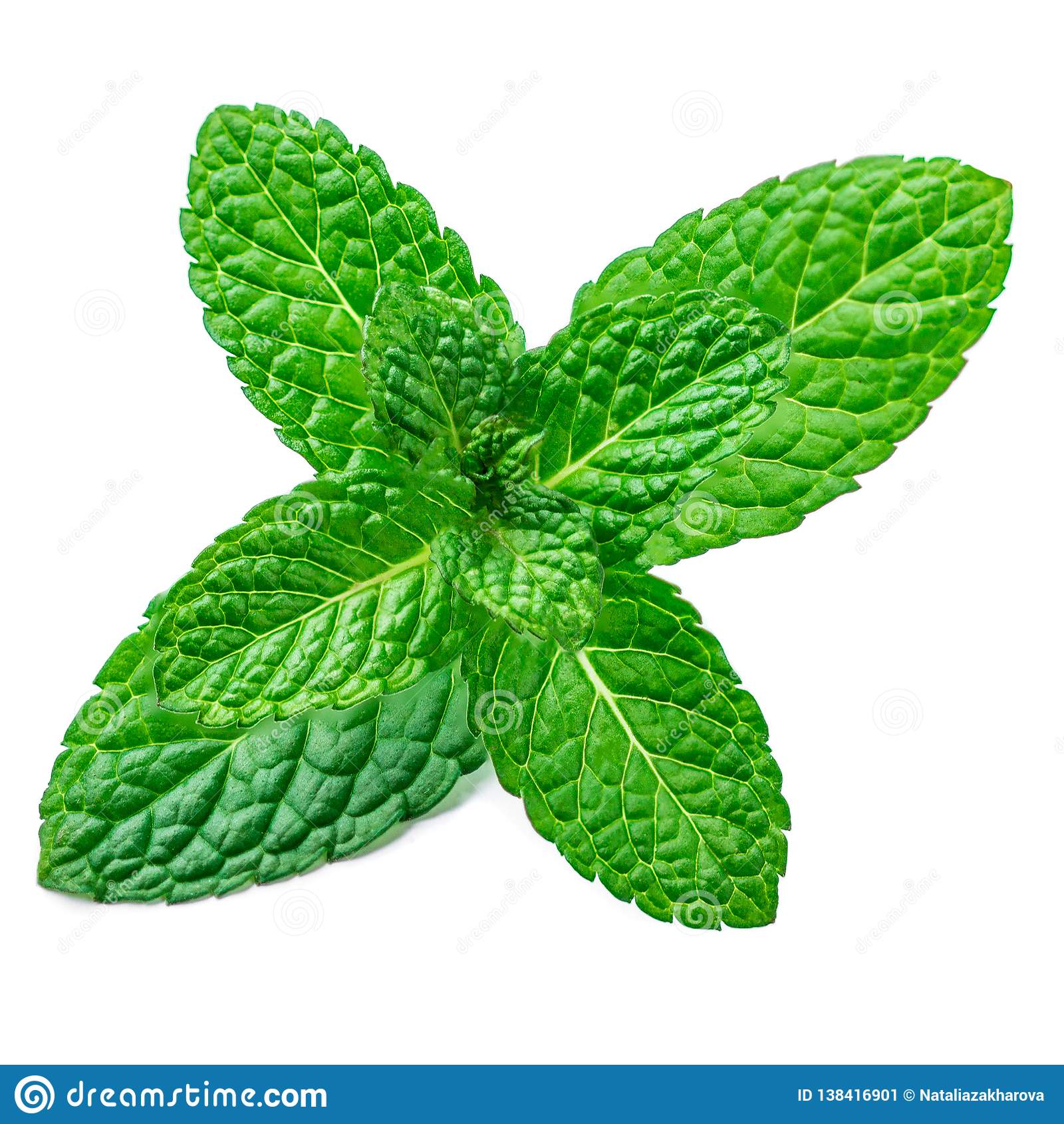 Detail Spearmint Leaves Images Nomer 28