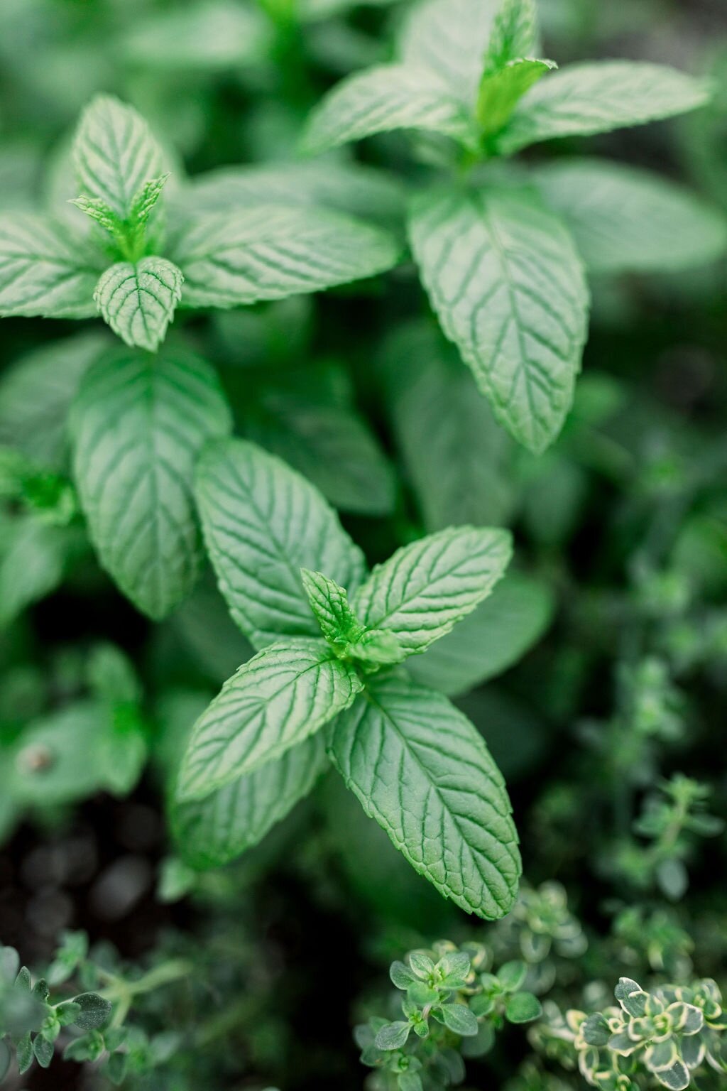 Detail Spearmint Leaves Images Nomer 31