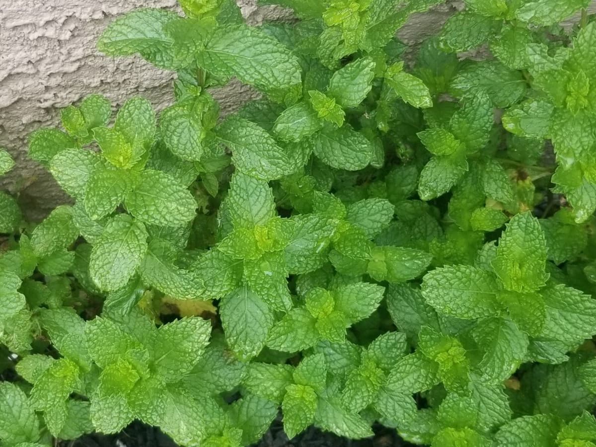 Detail Spearmint Leaves Images Nomer 33