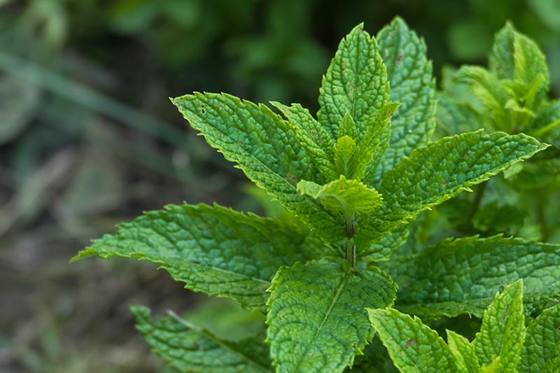 Detail Spearmint Leaves Images Nomer 5