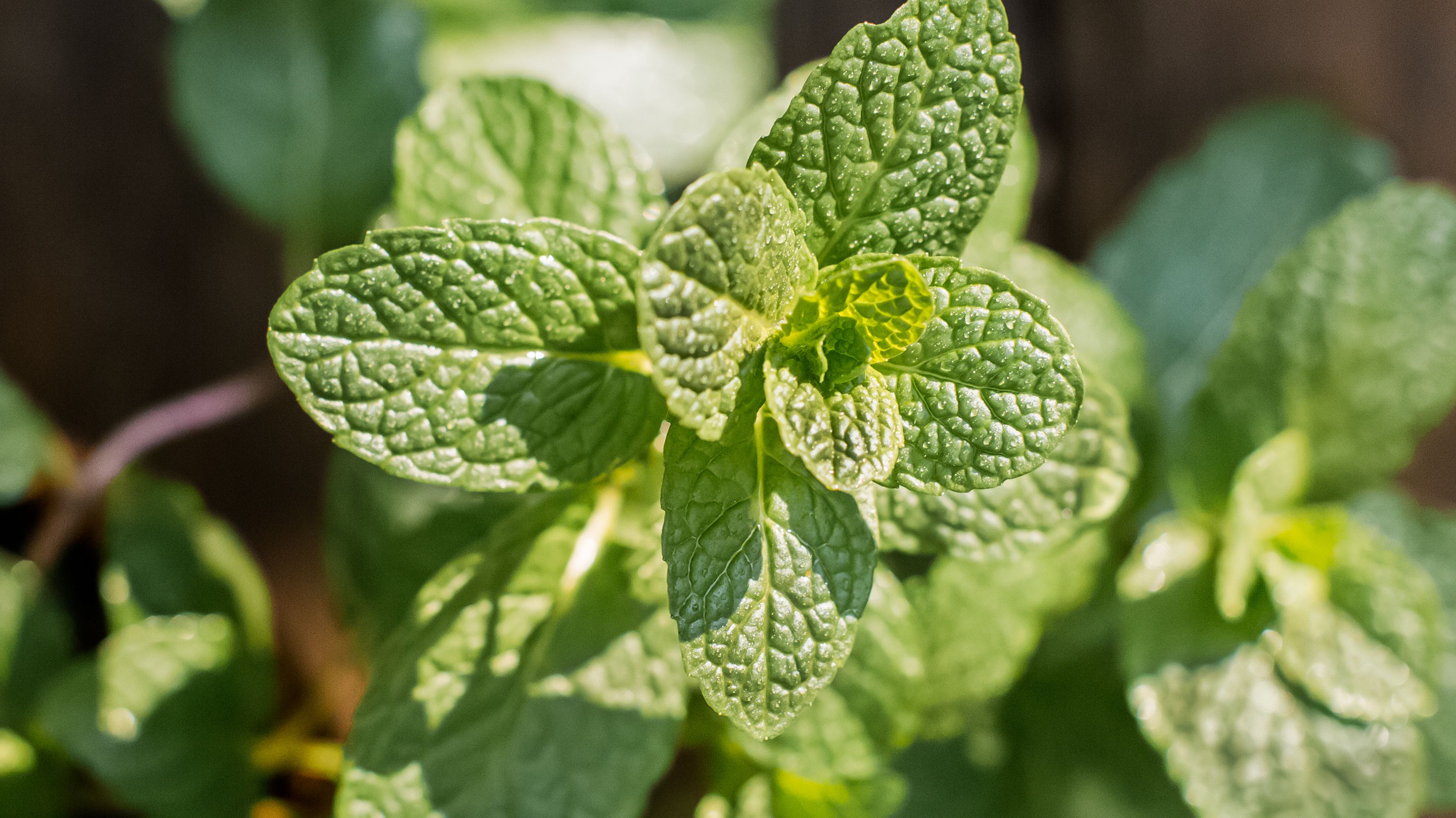 Detail Spearmint Leaves Images Nomer 37