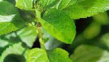 Detail Spearmint Leaves Images Nomer 38