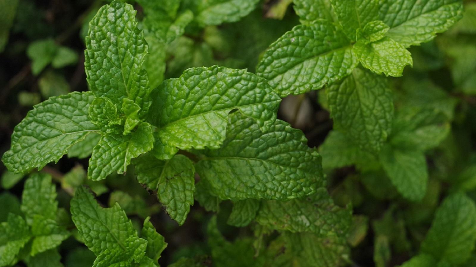 Detail Spearmint Leaves Images Nomer 39