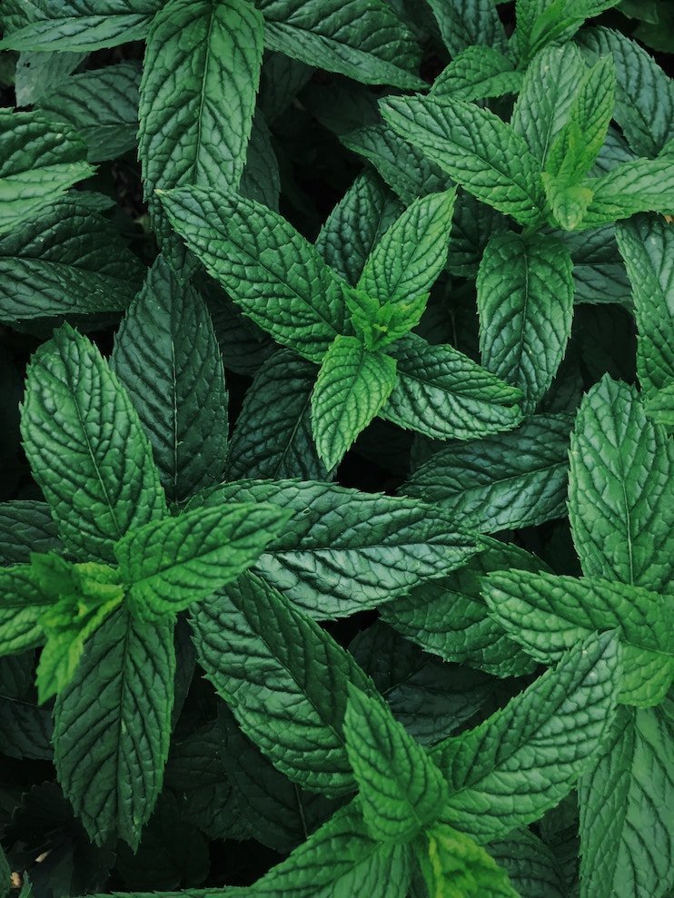 Detail Spearmint Leaves Images Nomer 42