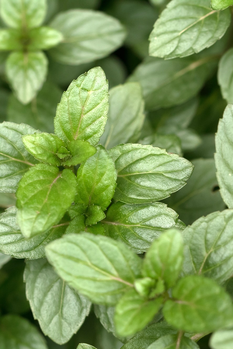 Detail Spearmint Leaves Images Nomer 45