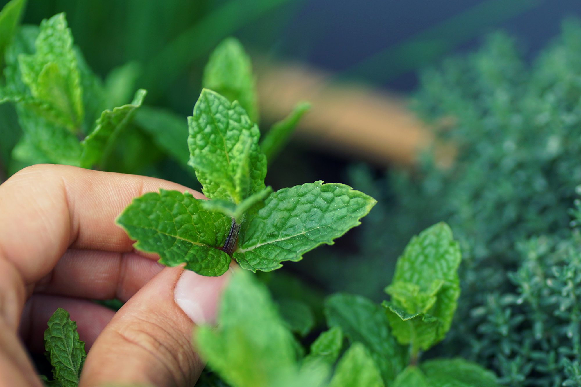 Detail Spearmint Leaves Images Nomer 46