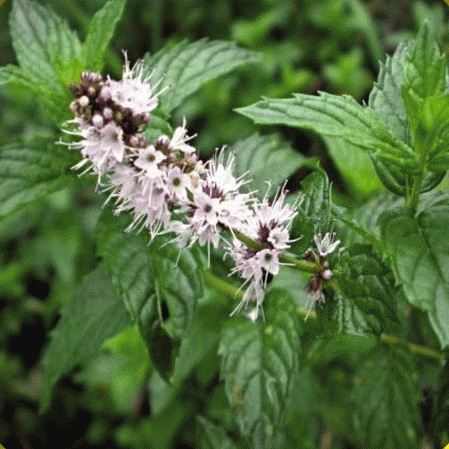 Detail Spearmint Leaves Images Nomer 47