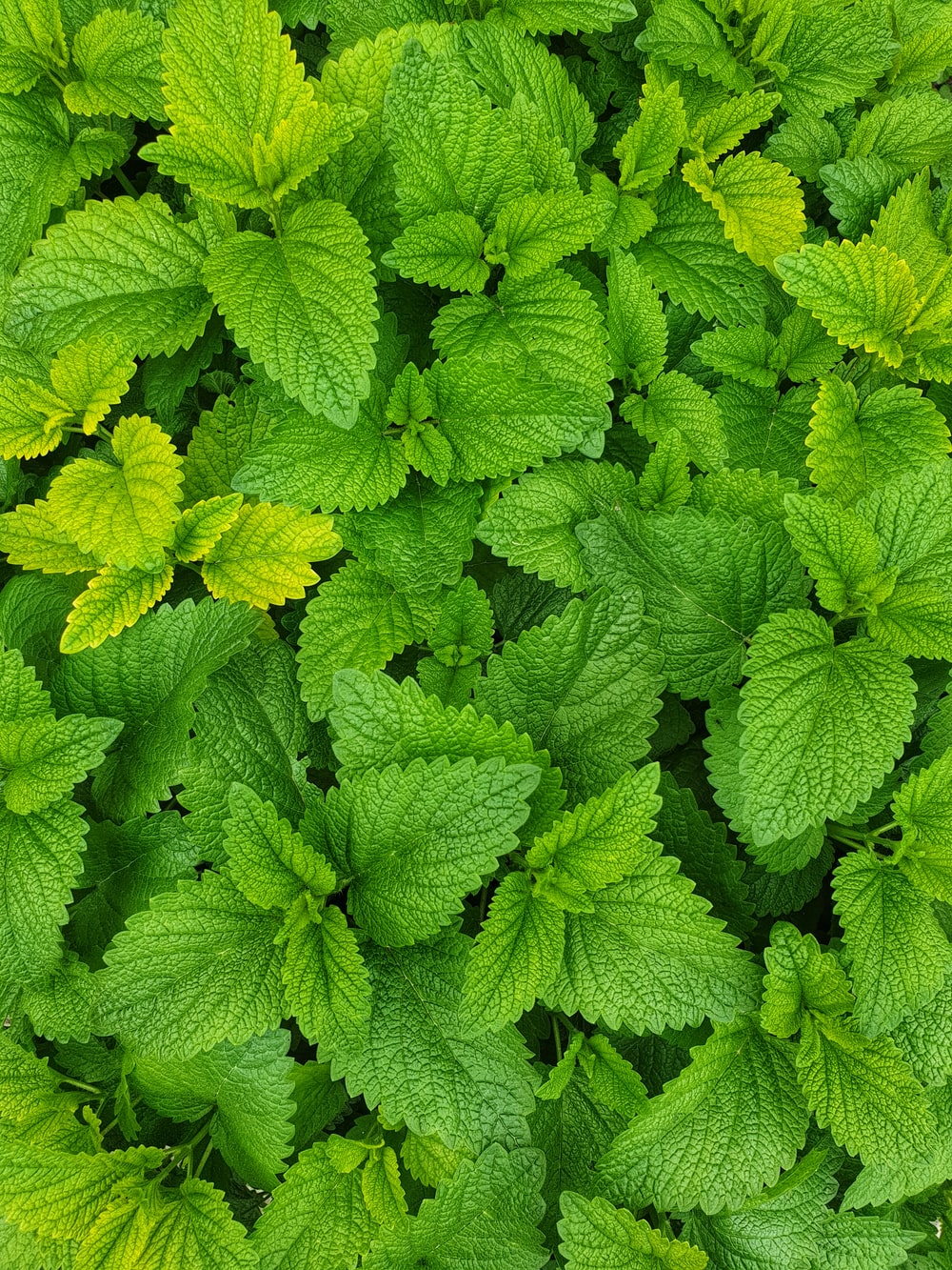 Detail Spearmint Leaves Images Nomer 48