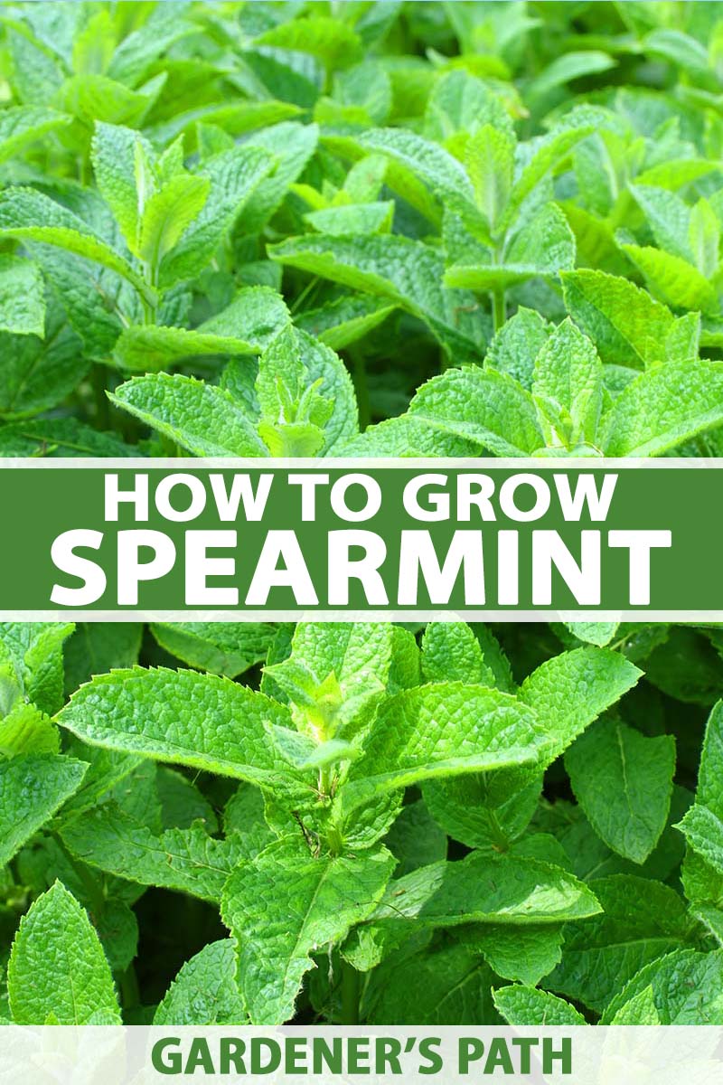 Detail Spearmint Leaves Images Nomer 8