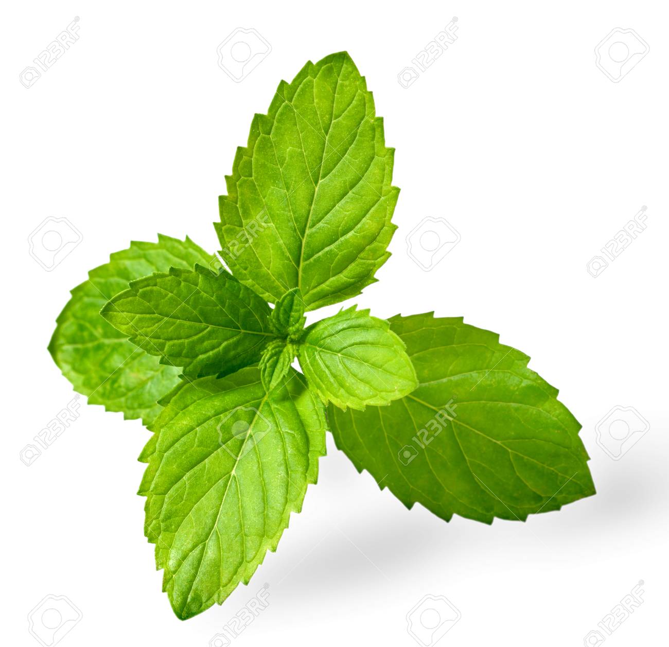 Detail Spearmint Leaves Images Nomer 9