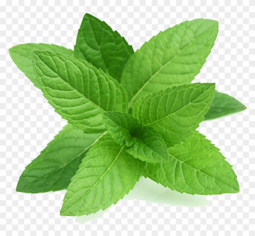 Detail Spearmint Png Nomer 8