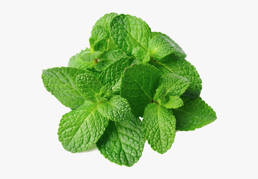 Detail Spearmint Png Nomer 11