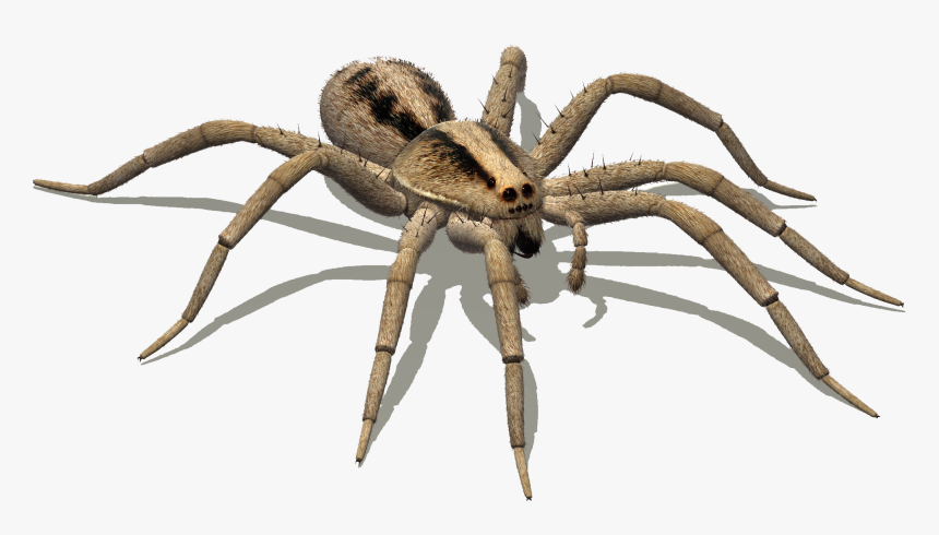 Detail Spider Download Nomer 39