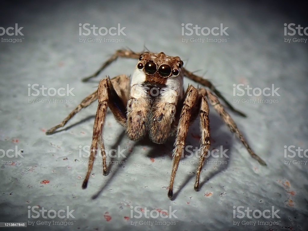 Detail Spider Download Nomer 43